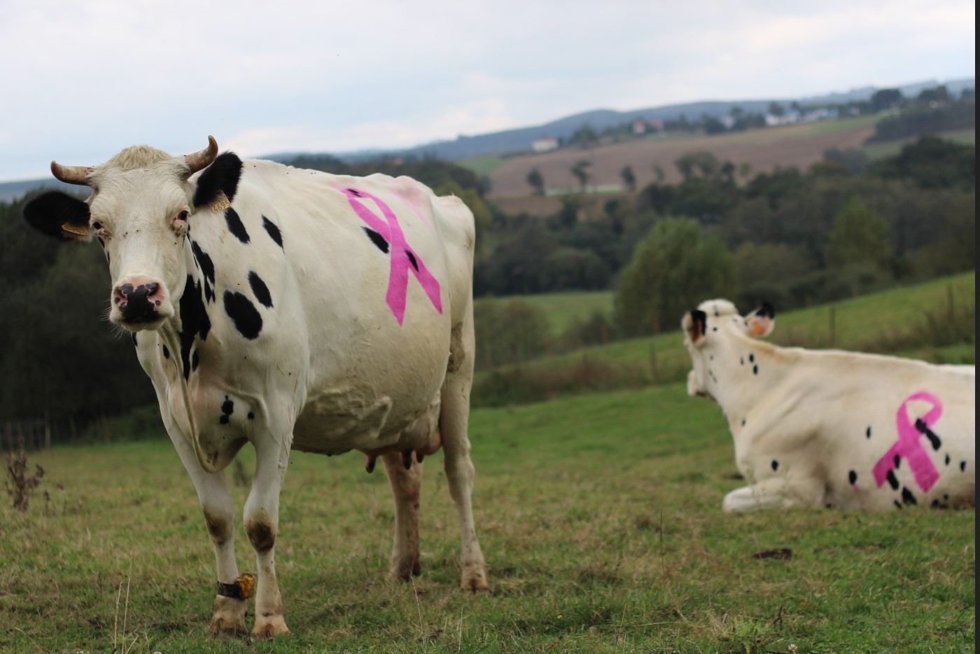 La imagen de las vacas contra el  cáncer de mama se hace viral